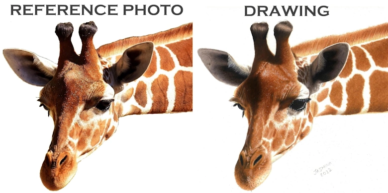 Reference image and drawing of giraffe using PenPick